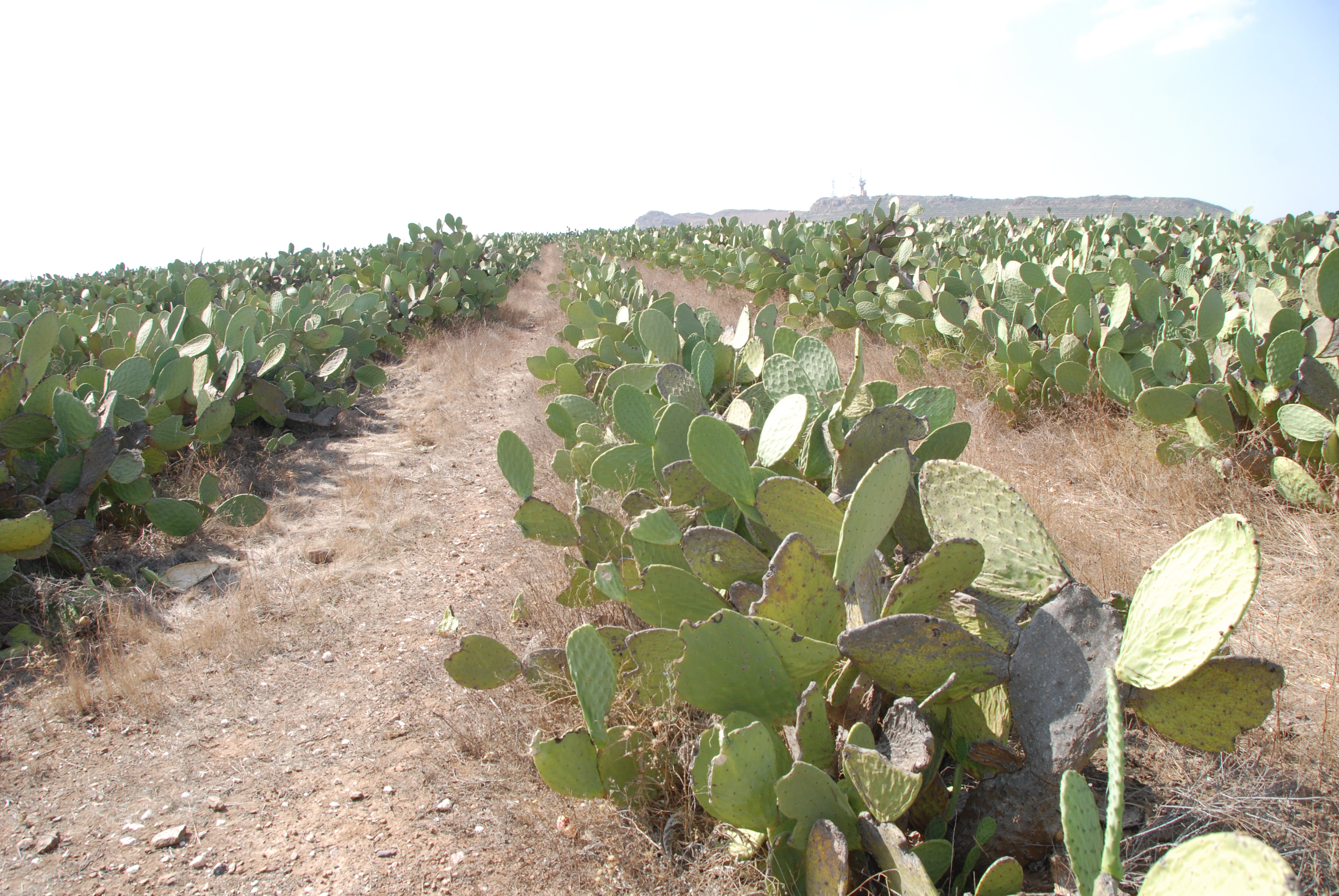 Cactus